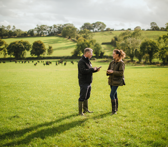 Two farmers discussing in a green pasture in Ireland with cattle grazing in the background