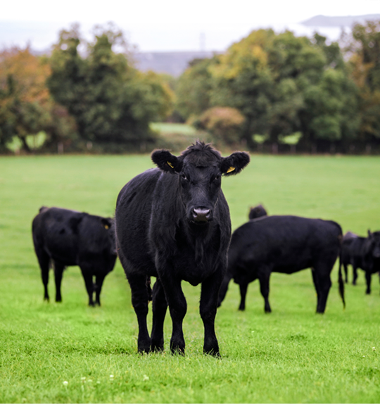 Organic beef