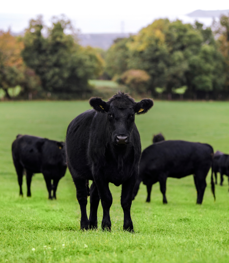 Organic Beef