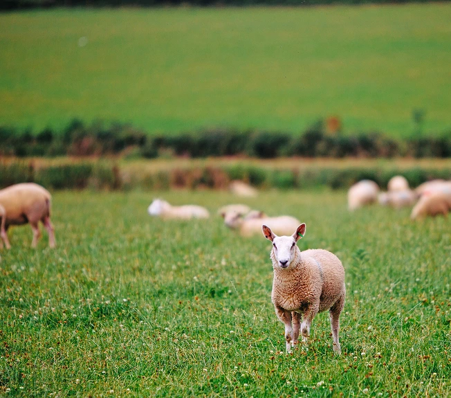Organic lamb