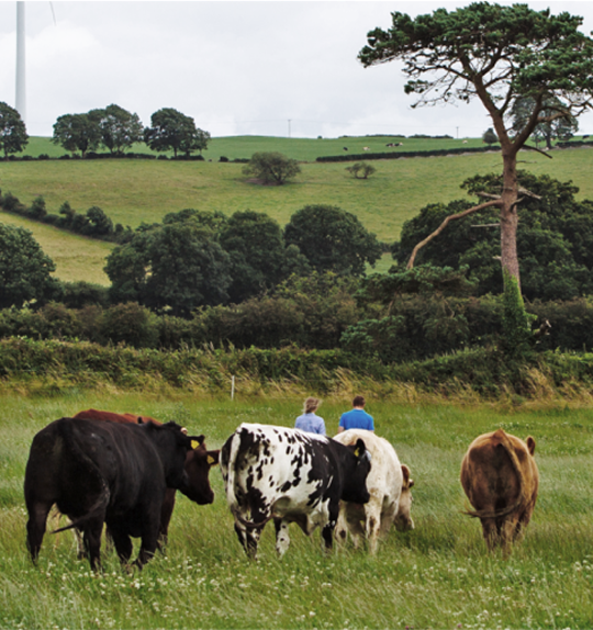Organic livestock farm in Ireland with cows grazing in a green field